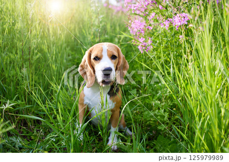 Cute beagle dog in a in blooming lilac flowers of in fireweed. 125979989
