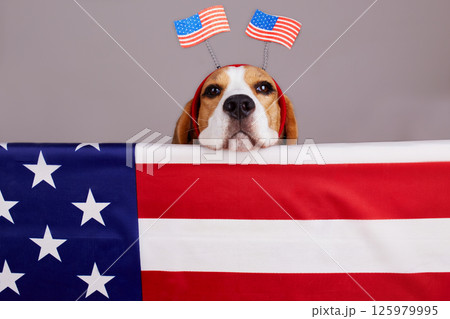 Cute beagle dog near the American flag. Happy USA Memorial Day. 125979995