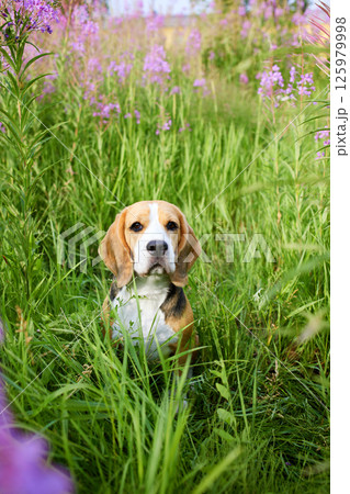 The Beagle dog in a in lilac flowers, blooming field of in fireweed. The Beagle dog in a in lilac flowers, blooming field of in fireweed. 125979998