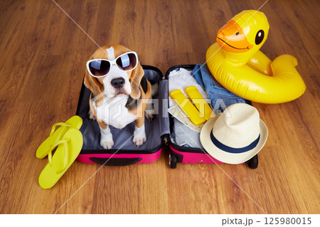 A beagle dog wearing sunglasses is sitting in a suitcase A beagle dog wearing sunglasses is sitting in a suitcase 125980015