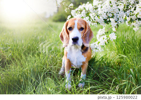 A beagle dog in the park in a sunny clearing 125980022