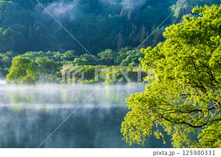 白川湖の水没林 白川湖の水没林 125980331