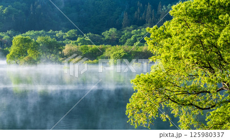 白川湖の水没林 白川湖の水没林 125980337