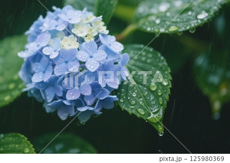 雨に濡れた紫陽花　AI生成画像 125980369