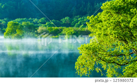 白川湖の水没林 125980372