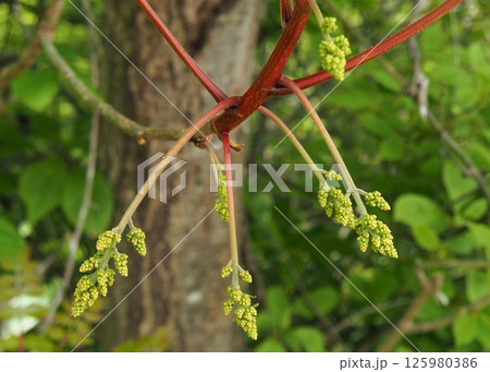 山漆のつぼみ 125980386