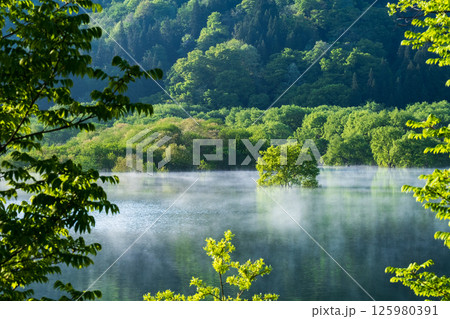 白川湖の水没林 白川湖の水没林 125980391