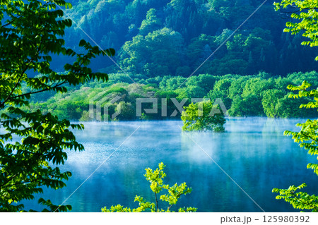 白川湖の水没林 125980392