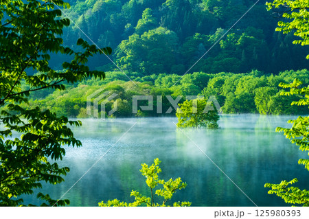 白川湖の水没林 白川湖の水没林 125980393