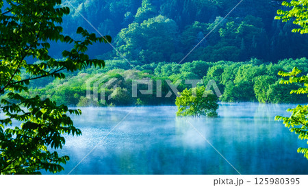 白川湖の水没林 125980395