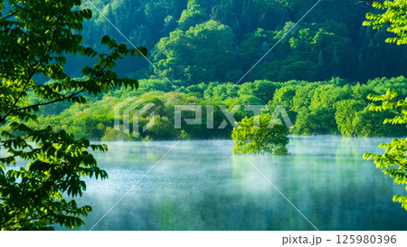 白川湖の水没林 白川湖の水没林 125980396