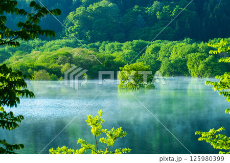 白川湖の水没林 125980399