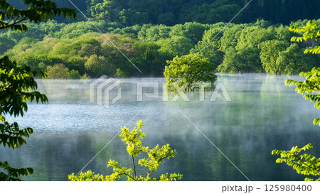 白川湖の水没林 125980400