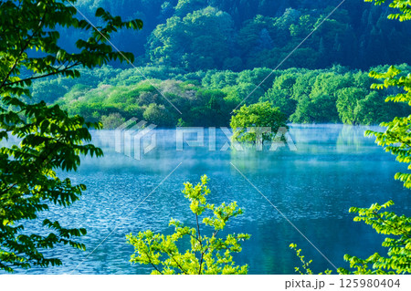 白川湖の水没林 125980404