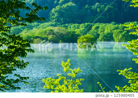 白川湖の水没林 白川湖の水没林 125980405