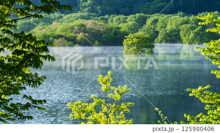 白川湖の水没林 125980406