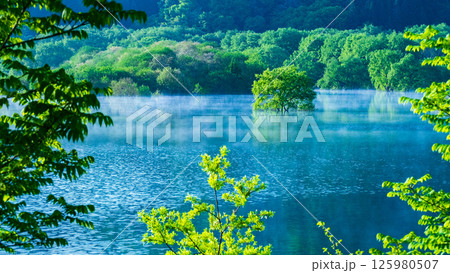 白川湖の水没林 125980507