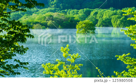 白川湖の水没林 125980508