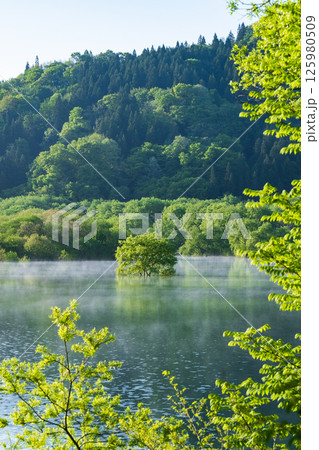白川湖の水没林 白川湖の水没林 125980509