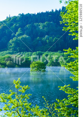 白川湖の水没林 125980510