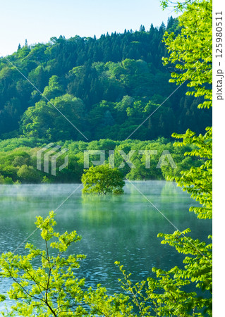 白川湖の水没林 白川湖の水没林 125980511