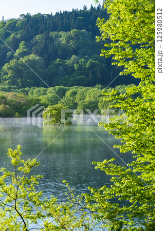 白川湖の水没林 125980512