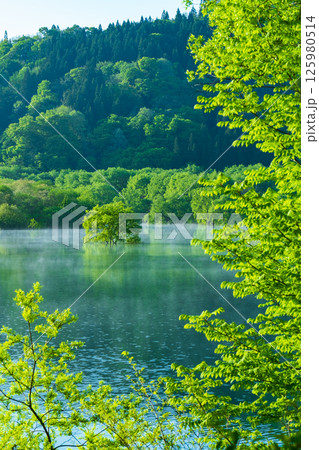 白川湖の水没林 125980514