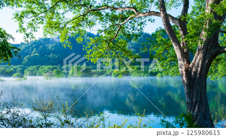 白川湖の水没林 125980615