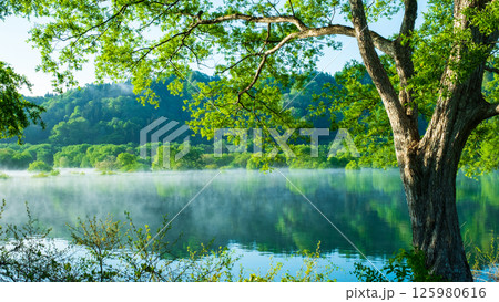 白川湖の水没林 125980616