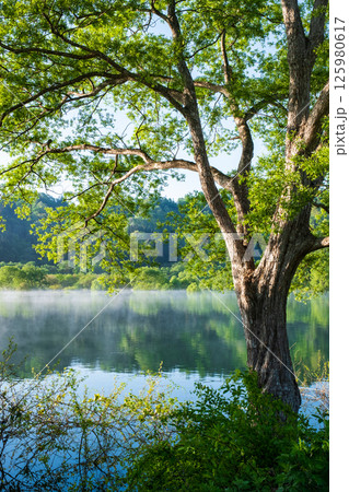 白川湖の水没林 白川湖の水没林 125980617