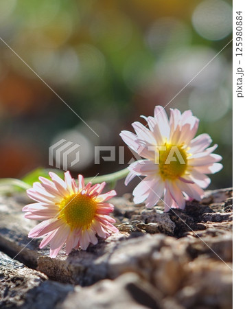 菊 菊 125980884