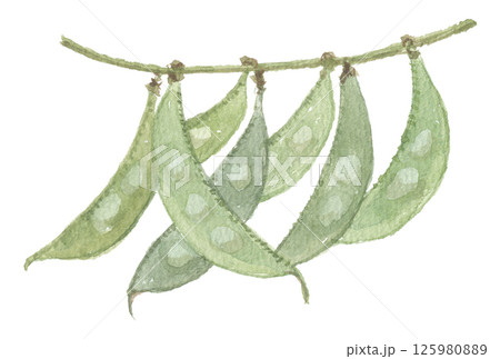 水彩で描いたフジマメ 125980889