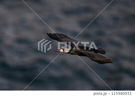 ウミウ②（北海道） 125980931