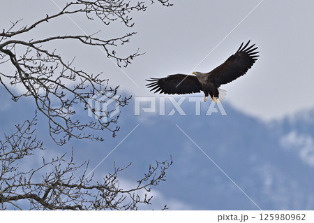 オジロワシ⑰(北海道) オジロワシ⑰(北海道) 125980962
