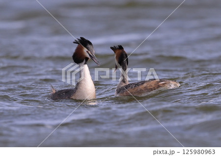 カンムリカイツブリ㉓（北海道） 125980963