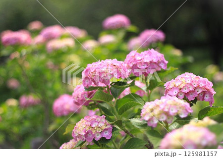 ピンク色の紫陽花が咲き誇る風景 ピンク色の紫陽花が咲き誇る風景 125981157