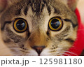 にゃんこの顔ドアップ 125981180