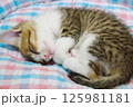 子ねこのお昼寝 125981181