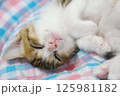 子ねこのお昼寝 125981182