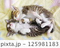 子ねこ兄弟のお昼寝 125981183