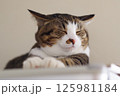 お昼寝にゃんこ 125981184