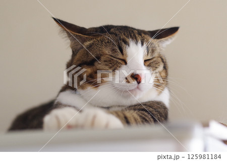 お昼寝にゃんこ お昼寝にゃんこ 125981184