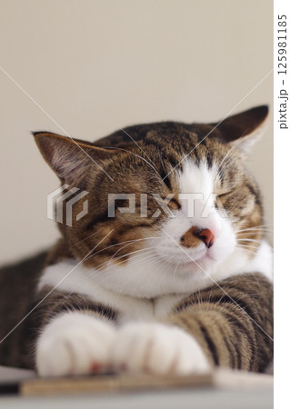 お昼寝にゃんこ お昼寝にゃんこ 125981185