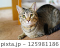 見つめるにゃんこ 125981186