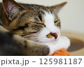 お昼寝にゃんこ 125981187