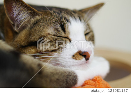 お昼寝にゃんこ お昼寝にゃんこ 125981187