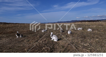 ユキウサギの集団③（北海道） 125981231
