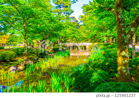 新緑の兼六園と花見橋 125981237