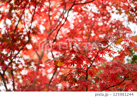 Red Maple Leaves Autumn Vibrant Foliage with Blurred Forest Background 125981244