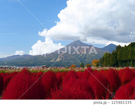 真っ赤に紅葉したコキアと山肌が紅葉した磐梯山とのコラボレーションが青空に印象的で綺麗だ。 真っ赤に紅葉したコキアと山肌が紅葉した磐梯山とのコラボレーションが青空に印象的で綺麗だ。 125981335